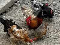Chickens — photo 4