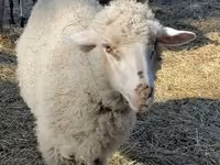 Oveja, Merino sheep — foto 2