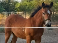 Toychoq, Haflinger — 3-rasm