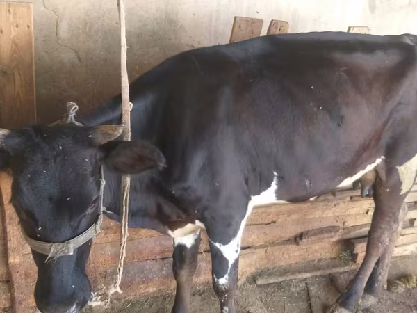 İnək, Russian Black pied cattle
