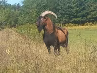 Ziegenbock, Alpine goat — Foto 1