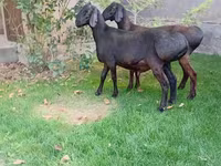 Bélier, Arashan sheep — photo 8