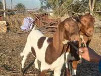 Cabra, Kamori goats — foto 5
