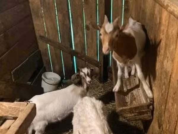 Ziegenbock, Alpine goat