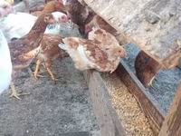 Chickens — fotografija 5