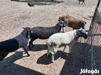 Ovan, Dorper sheep — fotografija 2