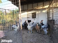 براهما — الصورة 1