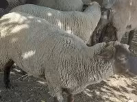 Ram, Sheep — photo 3