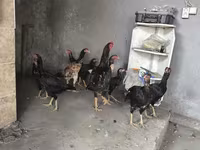 Chickens — fotografija 1
