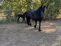 Kobila, Friesian — fotografija 6