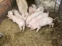 Donuzlar (partiya, cinsi göstərilməyib) — foto 4