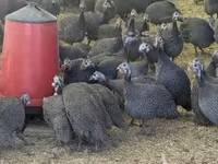 Guinea fowl — Foto 4
