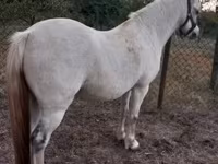 Kobila, Falabella — fotografija 2