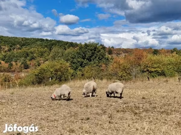 भेड़, White Suffolk sheep