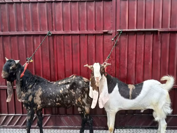 Jarac, Kamori goats