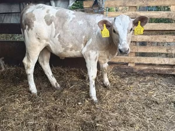 Krava, Charolais cattle