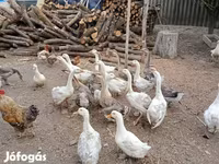 Geese — 照片 3