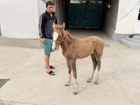 Égua, Cavalos — foto 3