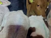 Byk, Simmental cattle — zdjęcie 3