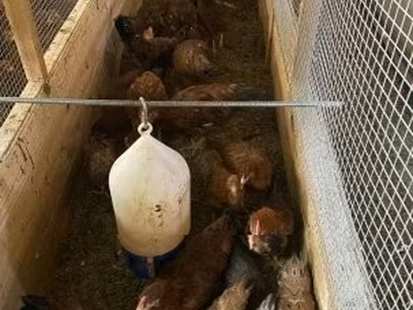 Chickens