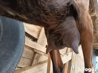 Cabro, Alpine goat — foto 5