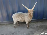 Widder, Racka sheep — Foto 1