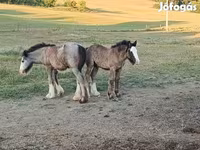Konji (partija, pol nije naveden), Gypsy horse — fotografija 2