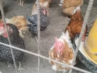 Chickens — foto 1