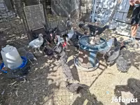 Chickens — foto 3