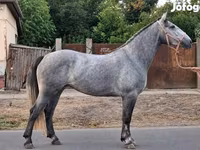 Stute, Appaloosa — Foto 3