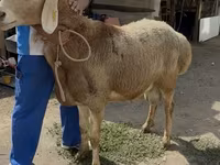 Ovca, Baerchuke sheep — fotografija 2