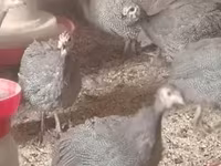 Gris Perla — foto 3