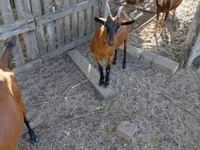 बकरी, Alpine goat — फ़ोटो 3