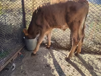 Bovins (lot, sexe non indiqué), Simmental cattle — photo 4