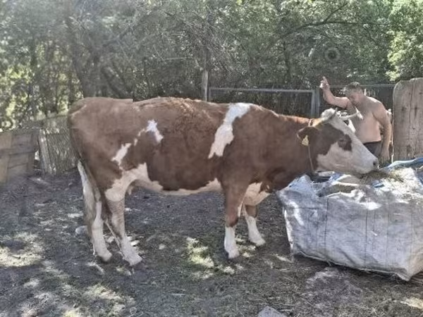 गाय, एबरडीन - एंगस