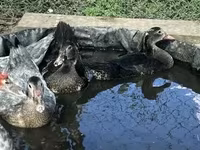 Ducks — Foto 3