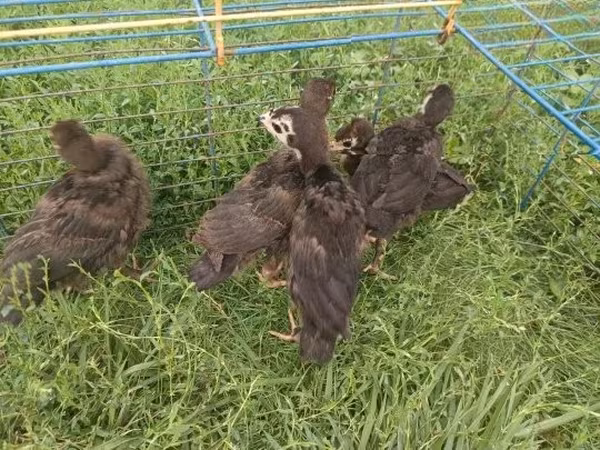 Turkeys