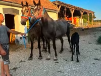 Pastuv, Lipizzaner — fotografija 4
