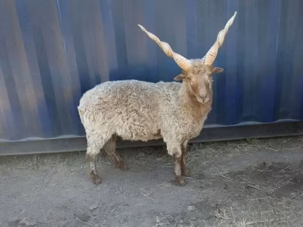 雄羊, Racka sheep — ハンガリー