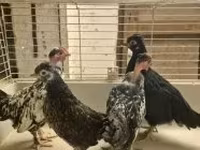 Japanisches Bantam — Foto 2