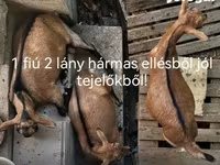 母山羊, Goats — 照片 1