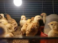 Chickens — Foto 7