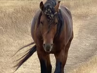 Pastuv, Kazakh horse — fotografija 1