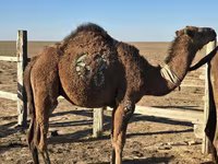 Deva, Arvana camel — fotografija 1