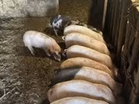 Porcs (lot, sexe non indiqué), Porcs — photo 3