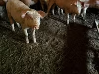 خنزير ذكر, الخنازير — الصورة 1