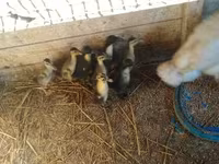 Ducks — Foto 5