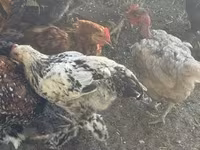 Chickens — Foto 2