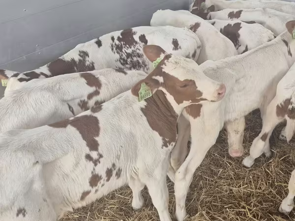 Bik, Simmental cattle