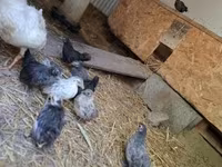 Chickens — الصورة 5
